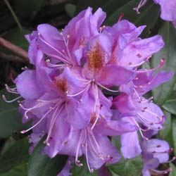 Rhododendron purple